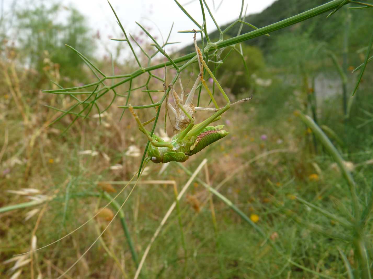 Uromenus (Bolivarius) brevicollis insularis in muta